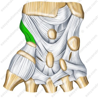 Radial collateral ligament of the wrist joint – palmar surface (lig. collaterale carpi radiale)